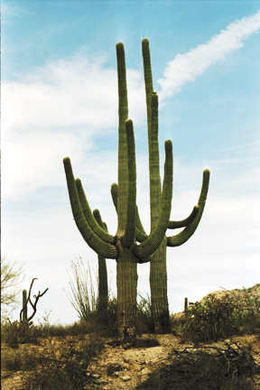 Saguaro Cactus